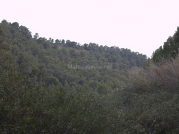 Rambla Perea-Mula 2018